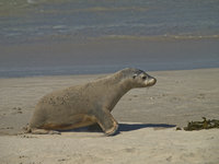Kangaroo Island [ 72 images ]